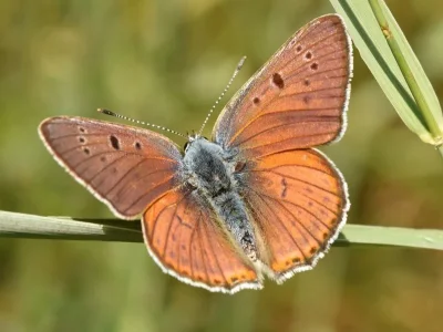 Lycaena (Thersamolycaena) alciphron
