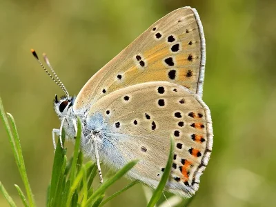 Lycaena (Thersamolycaena) alciphron