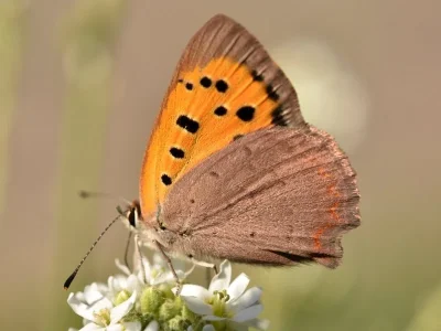 Lycaena (Lycaena) phlaeas