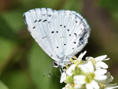 Celastrina (Celastrina) argiolus