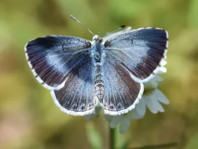 Celastrina (Celastrina) argiolus