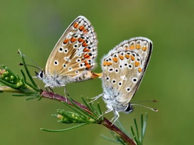 Aricia (Aricia) agestis