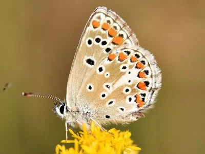 Aricia (Aricia) agestis