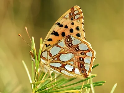 Issoria lathonia