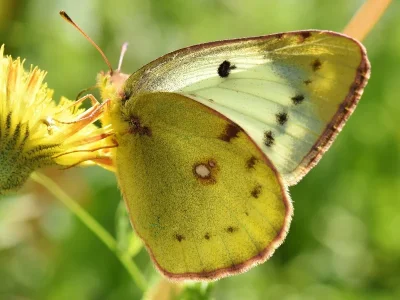 Colias hyale