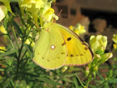 Colias croceus