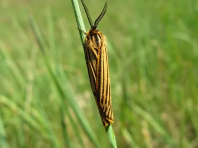 Spiris striata