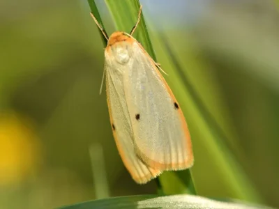 Cybosia mesomella