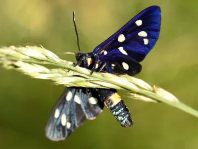 Amata (Syntomis) phegea