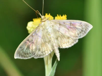 Patania ruralis