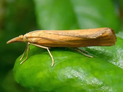 Pediasia luteella