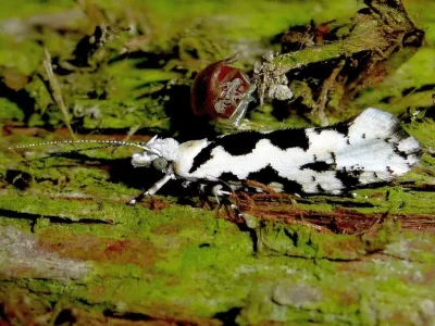 Ypsolopha sequella