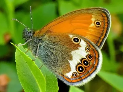 Coenonympha arcania