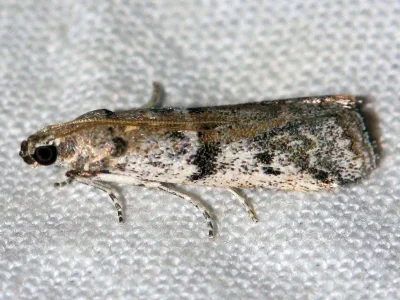 Ephestia welseriella