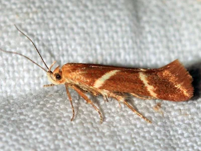 Dirhinosia arnoldiella