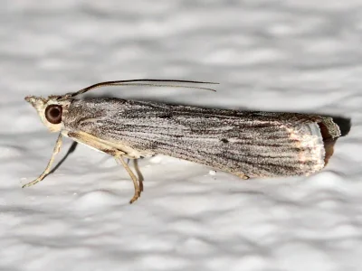 Epischnia prodromella