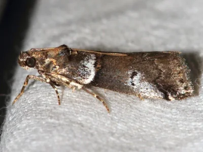Acrobasis legatea
