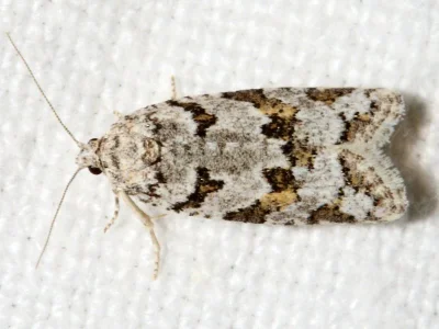 Eana (Subeana) canescana