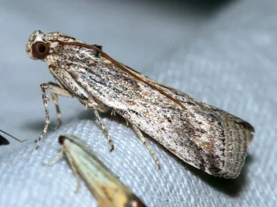 Delplanqueia dilutella