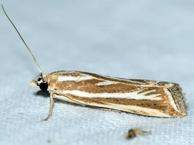 Arsissa ramosella
