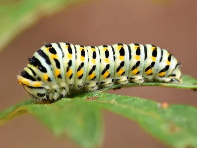 Papilio (P.) machaon