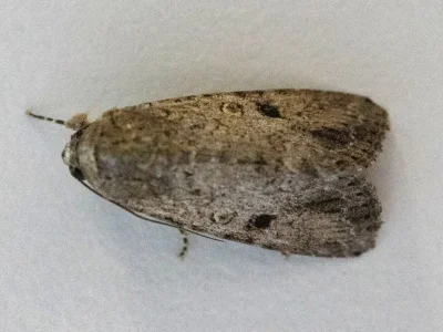 Spodoptera exempta