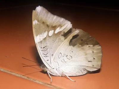 Euthalia (Euthalia) aconthea