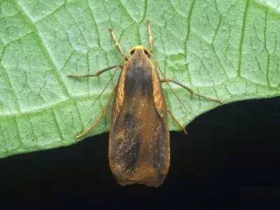 Gampola fasciata