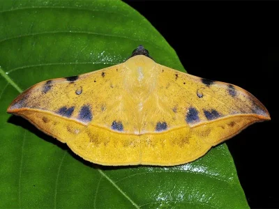 Hamodes propitia