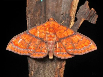 Homodes vivida