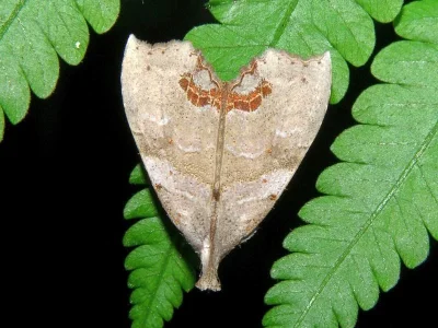 Hyperlopha cristifera