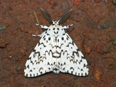 Lymantria (Lymantria) todara