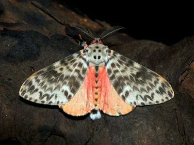 Lymantria (Nyctria) grandis
