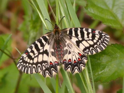 Zerynthia (Zerynthia) cassandra