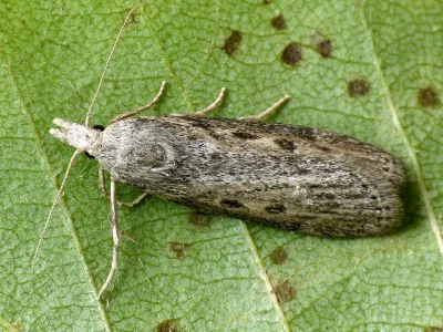 Lamoria zelleri
