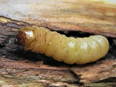 Eusphecia melanocephala