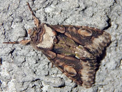 Allophyes (Allophyes) oxyacanthae