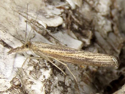 Agriphila poliellus
