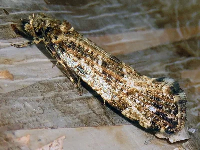 Morophaga choragella