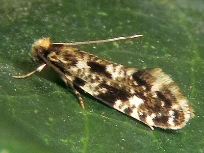 Nemapogon cloacella