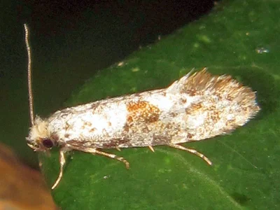 Nemaxera betulinella