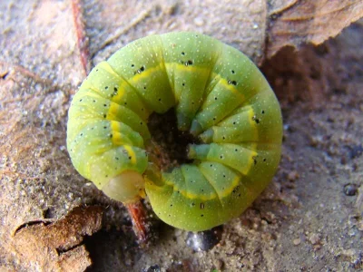 Lacanobia (Diataraxia) oleracea