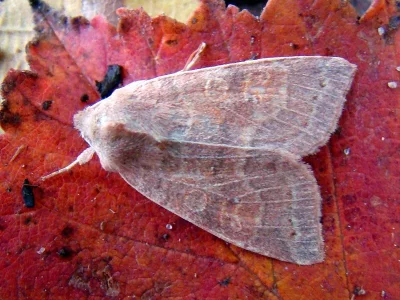 Xanthia (Cirrhia) ocellaris