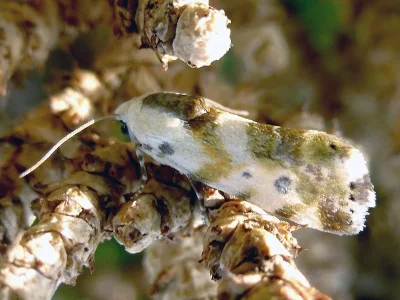 Acontia (Acontia) basifera