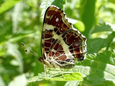 Araschnia levana