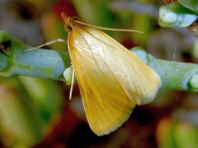 Mecyna lutealis
