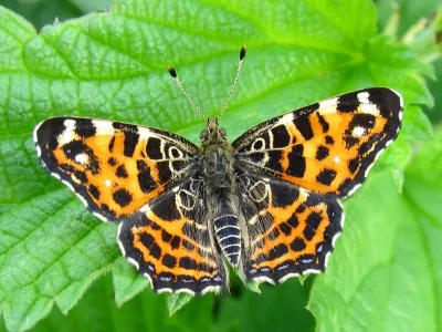 Araschnia levana