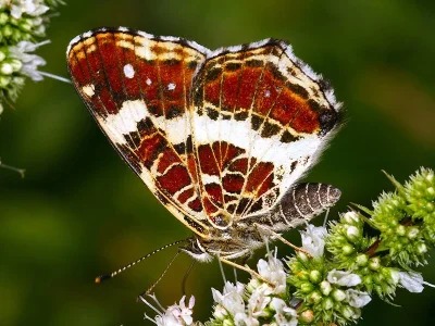 Araschnia levana