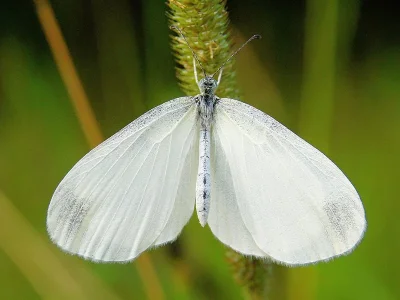 Leptidea sinapis