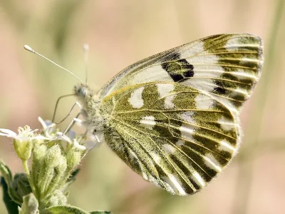 Pontia edusa